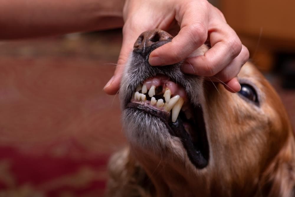 A mi perro se le caen los dientes