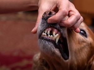 A mi perro se le caen los dientes