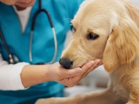 ¿Cada cuánto tiempo es necesario hacer una revisión veterinaria?