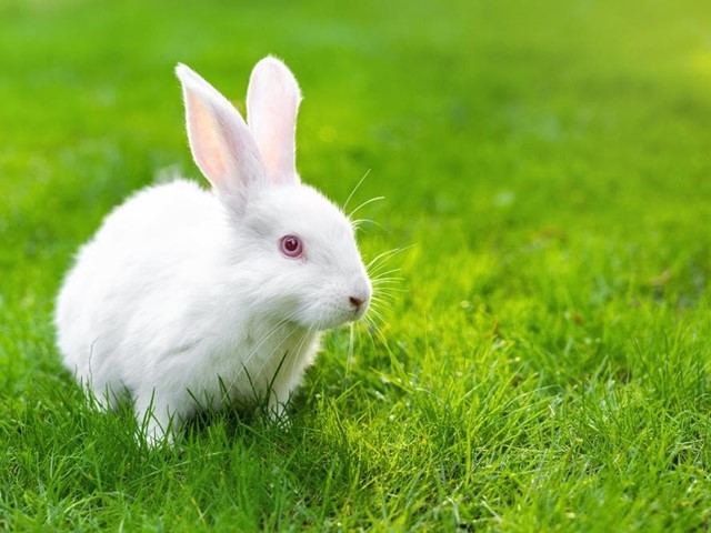 Curiosidades sobre los conejos