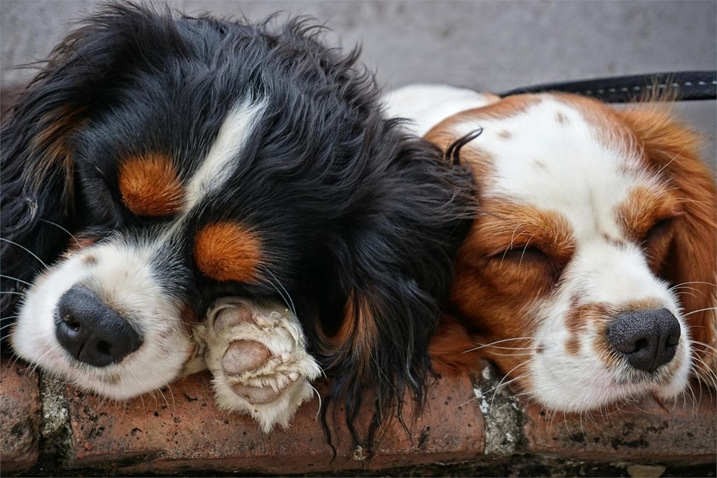Linfoma cutáneo epiteliotrópico: patología espontánea de la piel de los perros